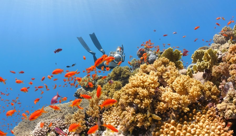 Biodiversity is short for "biological diversity," which is essentially the variety of life we see all around us, from the biggest blue whales to the smallest microbes.