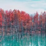 Located in the scenic town of Biei in Hokkaido, Japan, the **Blue Pond** (Aoiike) is a sight that seems almost otherworldly. Known for its surreal blue waters