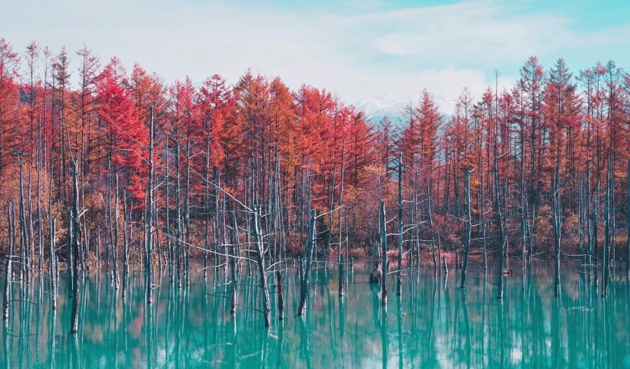 Located in the scenic town of Biei in Hokkaido, Japan, the **Blue Pond** (Aoiike) is a sight that seems almost otherworldly. Known for its surreal blue waters
