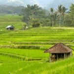 Located in the heart of Bali, Indonesia, the Jatiluwih Rice Terraces offer a breathtaking sight of lush, green fields sprawling across the hilly landscape.