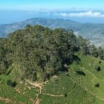 Located in the misty hills of Sri Lanka’s tea country, **Lipton’s Seat** offers one of the most breathtaking panoramic views on the island.