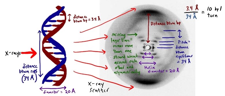 The photo of X-ray diffraction through DNA made it possible to decode it